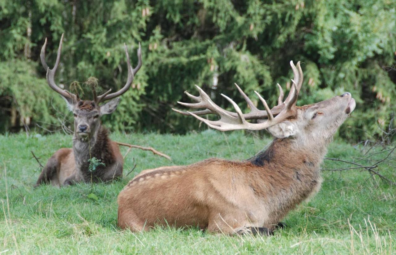 Camping F Selbstversorger Gut Jaegerhof Adults Only Semriach Екстер'єр фото
